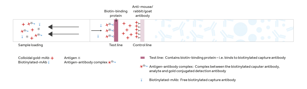 Diagram of a lateral flow assay showing sample loading, test line, and control line with biotin-binding protein and anti-mouse/rabbit/goat antibody. Key includes colloidal gold-mAb, biotinylated-mAb, antigen, antigen-antibody complex, and their interactions at the test and control lines.